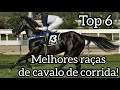 Top 6 Melhores raças de cavalo de corrida! | HorseTubeTV