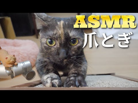 【ASMR】猫のガリガリ爪とぎ集??Cat sharpens