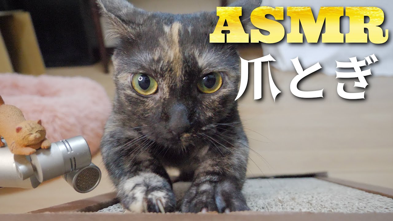 【ASMR】猫のガリガリ爪とぎ集🐈🎧Cat Scratching