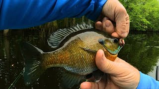 Summer Bream fishing with a  jig, night crawler and slip bobber and a few Crappie toward the end.