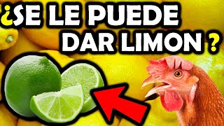 Limón, Propiedades Y Beneficios Para Nuestros Gallinas Finas Y Gallos Finos El Turco