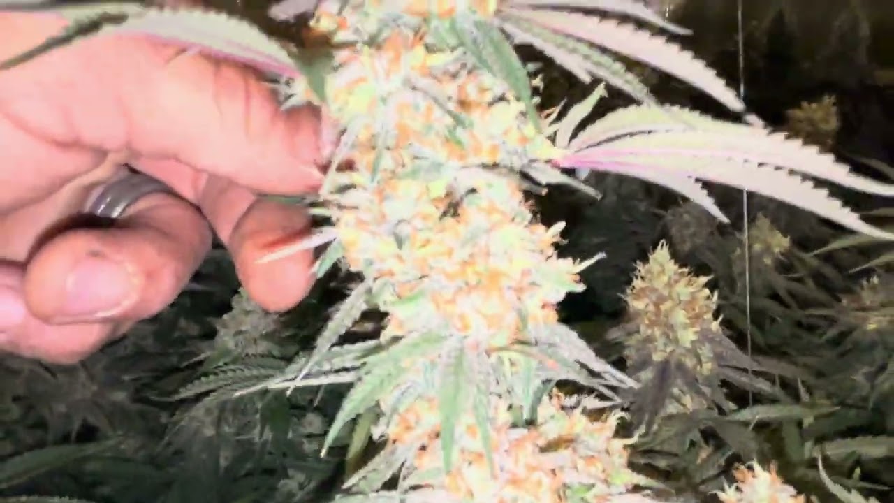 Harvesting indoor part 3. Too heavy too heavy 😳