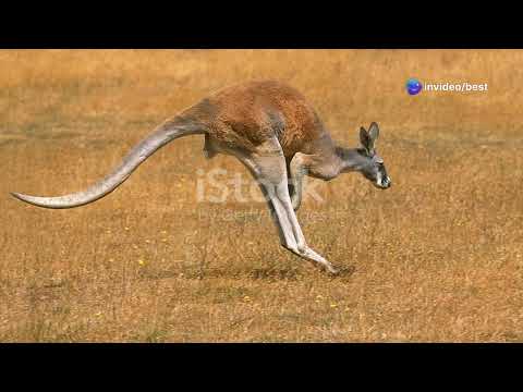 Kora the Kangaroo: A Tale of Courage and Resilience