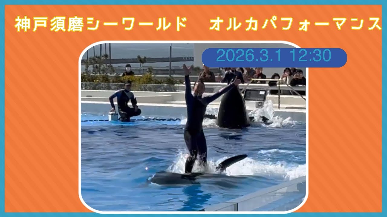 神戸須磨シーワールド　オルカパフォーマンス　2026.3.1 12:30