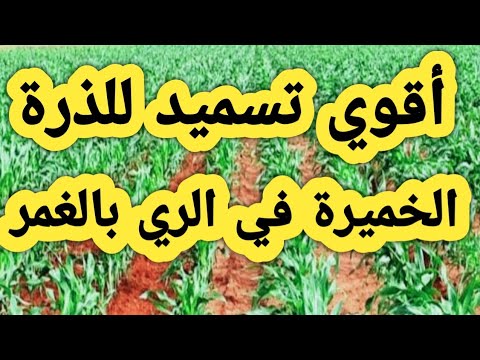 فيديو: حد السحب النقدي: الأسباب ، الحد الأقصى لمبلغ السحب وطرق حل المشكلة