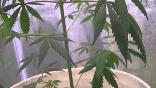 Sugar Shack X Super Silver Haze Day 71
