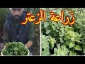 زراعة الزعتر من الاغصان و الحبوب طريقة الري والتسميد والفصل المناسب للزرع مشروع مربح ناجح