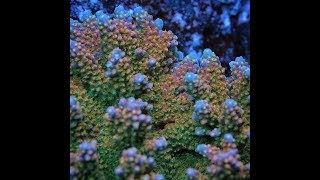 Acropora Coloring Tips by Pirates Reef Corals.
