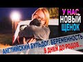 Алиментный Щенок - дочка одного из наших кобелей. До родов Английского Бульдога осталось 9 дней.