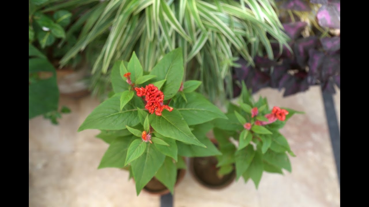 Care And Propagation Tips For Celosia Cockscomb Youtube