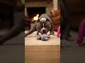 Don't Steal This Dog's Toy! 😂 Tiny Chihuahua vs. Sleeping Pitbull! 🐕🧸 #funny #husky #dog #cute #cat