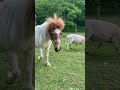 Minis are beautiful and  ridiculous miniaturehorse joke short adorable mightyminihorse