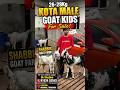Kota Male Kids Jodi For Sale #goat #babygoats #goatbaby #goatkids #kotagoats #viralgoat #shorts