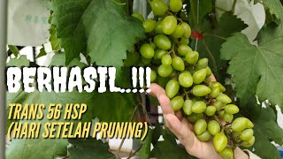 REVIEW 56 HSP (hari setelah pangkas) , varian Transfiguration | Rooftop Pengangguran
