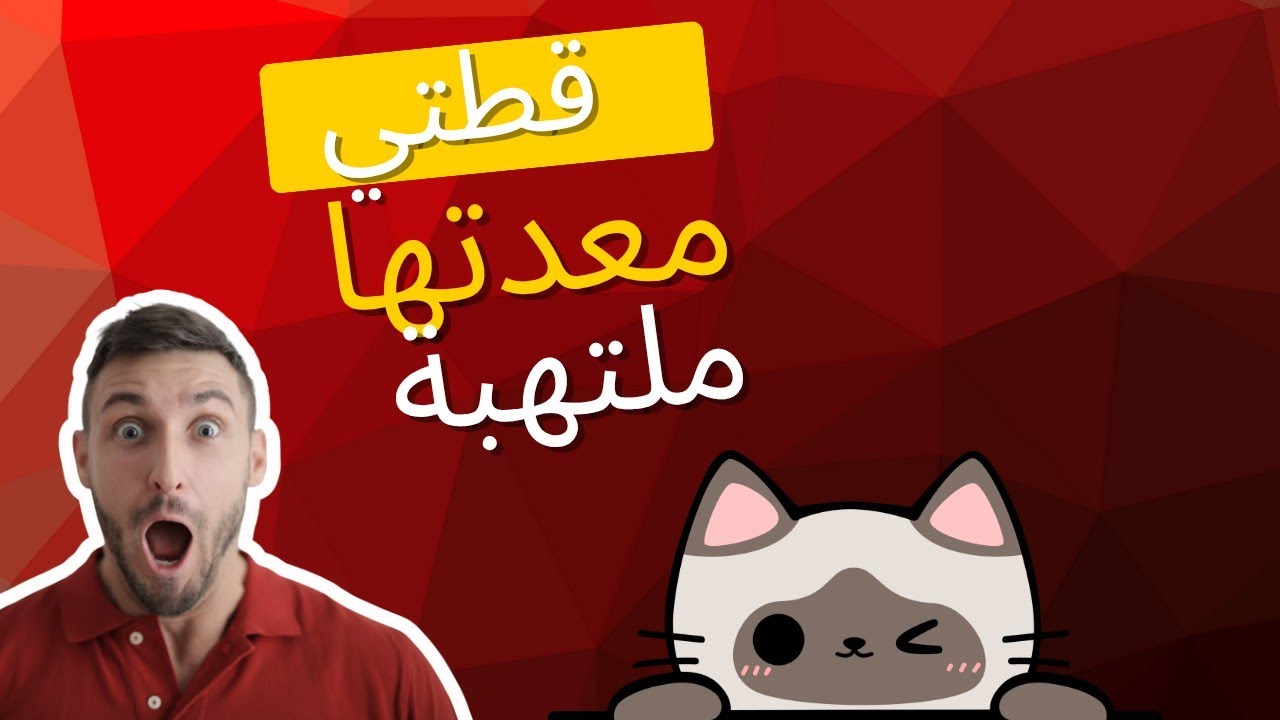 التهاب المعدة ومشاكل الهضم عند القطط وحلها