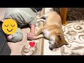 ばあちゃんに柴犬を預けたらこうなってましたw