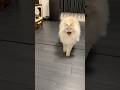 【よし】なんか一緒にやる気出してくれる猫 #cat #サイベリアン #ネヴァマスカレード #猫 #shorts