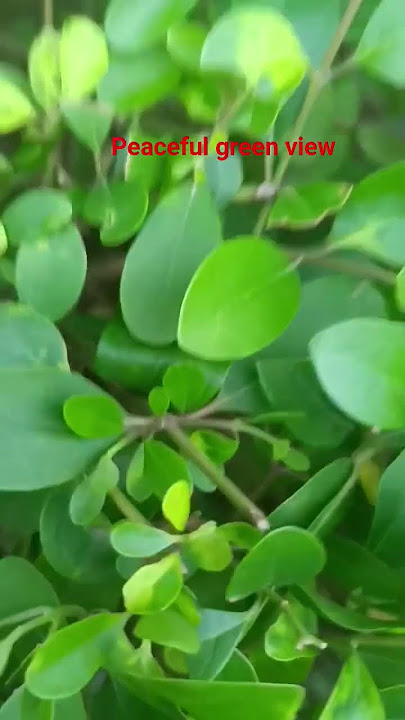 green view in rain #nature #greenery #reels #rain  #eyestherapy #plants #garden #shorts #viral
