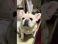 その言葉、犬にも伝わってます。#フレンチブルドッグ #フレブル#察してる犬#犬のいる生活#犬あるある#癒し犬#可愛い犬#今日も平和 #フレブル飼い方 ##shorts#youtubeshorts