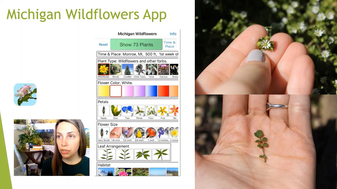 Nature in OUR Neighborhood-Wildflower ID