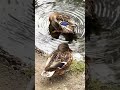 #duck#enten#bewölkter#Morgen#Ende#August#Herbst#kommt#autumn_is_coming#качки#качки_на_привалі#cute