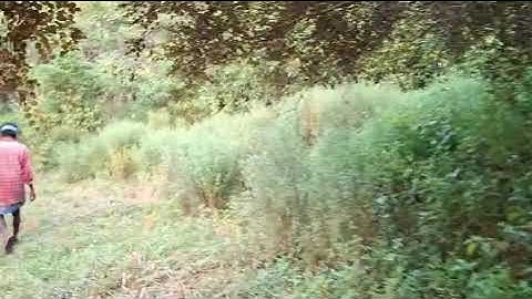 EAFARMS - Agroforestry walk in the Nature area...