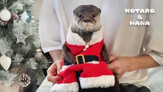 まるで人間みたいなサンタカワウソがケーキを爆食するクリスマス　Otters Have A Very Merry Christmas Party!
