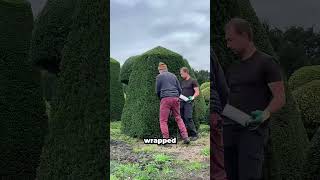 Tree Transplanting Like a Pro #gardening #trees