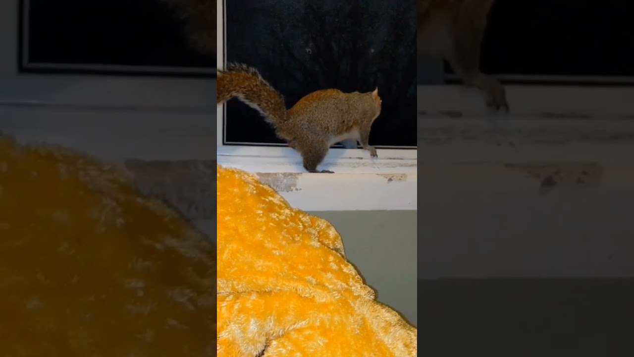 Squirrel & budgies sleepless night.  