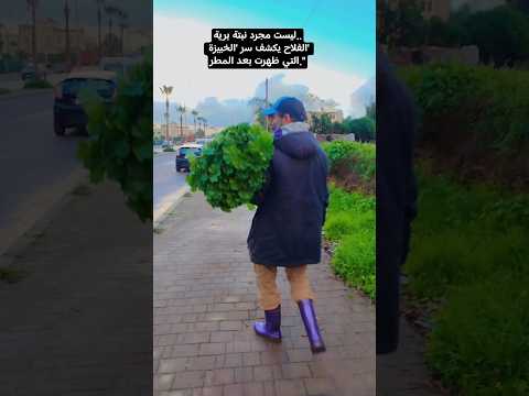 ليست مجرد نبتة برية الفلاح يكشف سر الخبيزة التي ظهرت بعد المطر