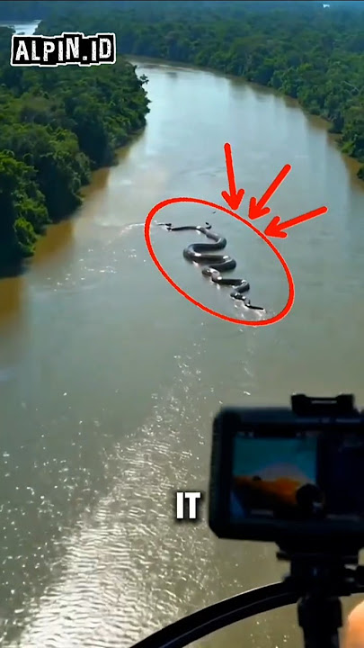 Huge anaconda seen from helicopter 😱😱