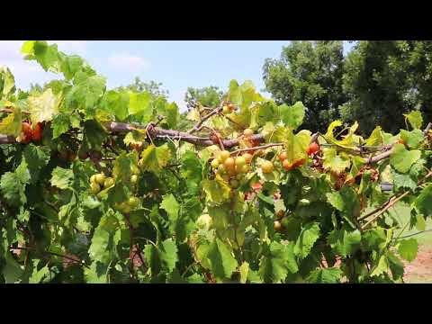 Video: Adakah scuppernong sejenis muscadine?