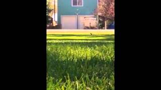 Squirrel Observation