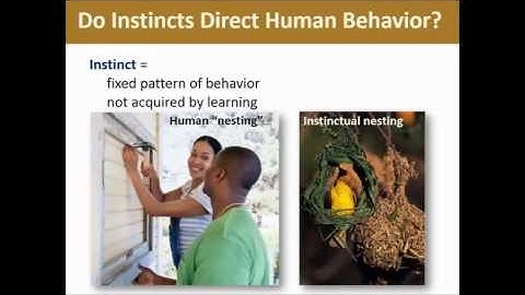 Exploring Psych Ch 10   Motivation & Emotion