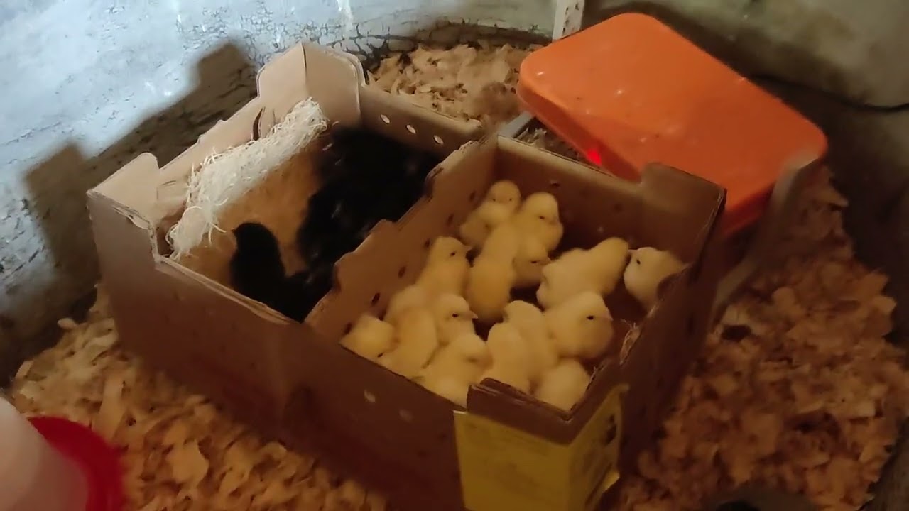 Chicks Arrive from Valley Farms Hatchery