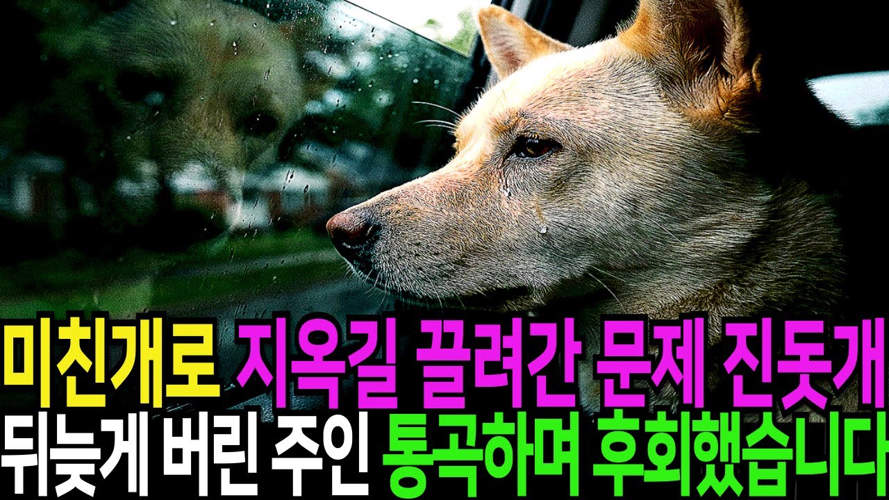 미친 개 취급 당해 지옥길 끌려간 문제 진돗개, 뒤늦게 버렸던 주인이 통곡하며 후회했습니다!