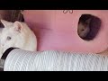 しろとちーちゃんライブ200118