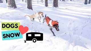 Magic of snow | German Shorthaired Pointer & Labrador Retriever