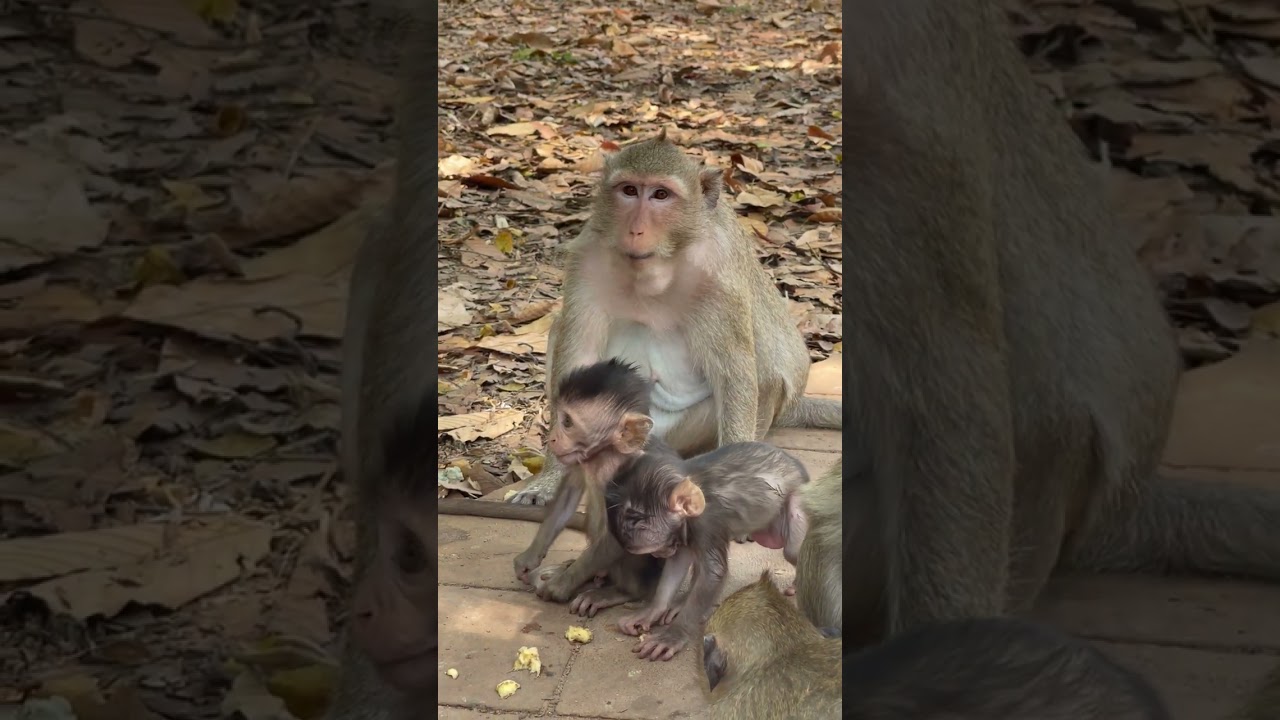 Monkey Daily Activity Around Angkor Wat Temple - Temple Daily Monkey - Esp 385
