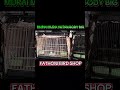 full stock di kios FATHONI BIRD SHOP