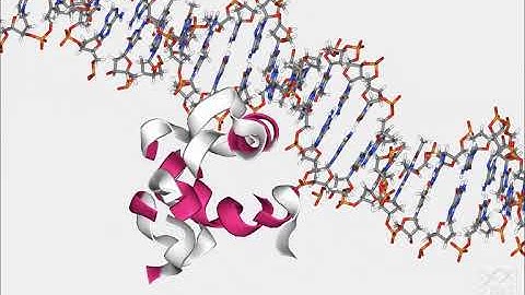 Biomovies gallery: DNA fiber Montecarlo simulation