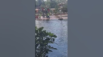 cá sấu ở Suối Tiên _ 1/6/2025