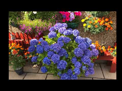 2017 Cottage Garden, Month to Month, Beautiful, Stunning.