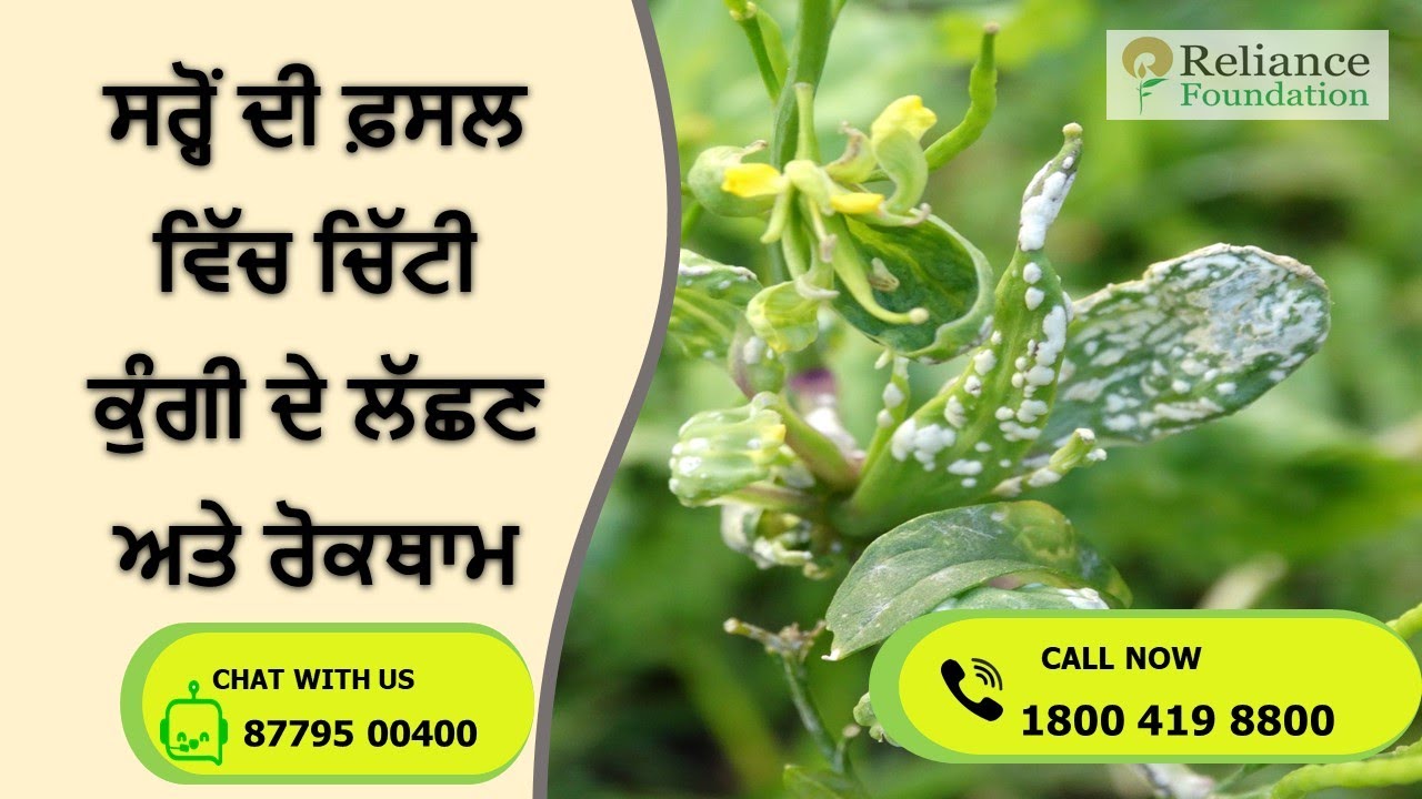 ਸਰ੍ਹੋਂ ਦੀ ਫ਼ਸਲ ਵਿੱਚ ਚਿੱਟੀ ਕੁੰਗੀ ਦੇ ਲੱਛਣ ਅਤੇ ਰੋਕਥਾਮ | Symptoms ...