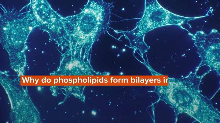 Why are the tails of phospholipids in the phospholipid bilayer in the center?