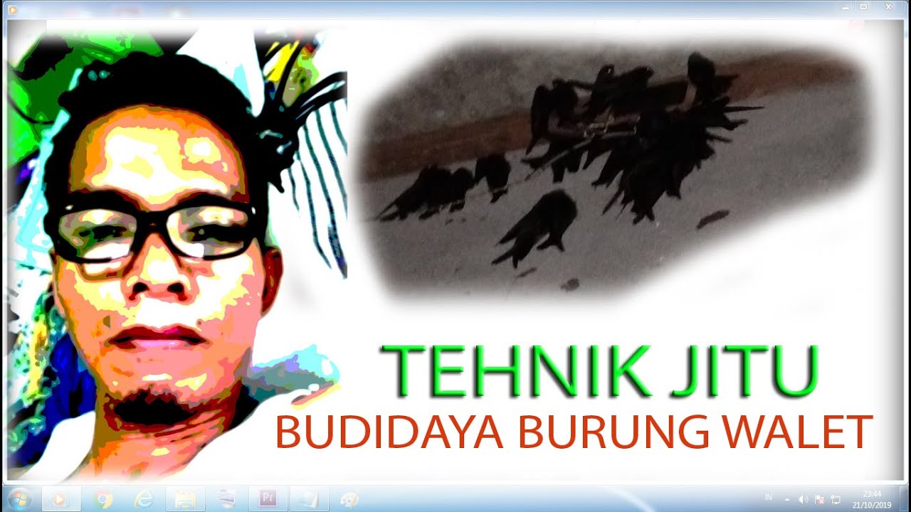 Tehnik jitu Budidaya Burung Walet 