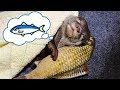 睡眠中に魚を制すカワウソのビンゴ(Otter Bingo desire on fish has been awaken?)