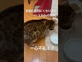 #猫 #ネコ #ねこ #猫缶 #チュール #ペット #ペット動画 #動物のいる暮らし #生き物 #猫好き #ベンガル猫 #とらねこ #猫との暮らし #シネマティックモード