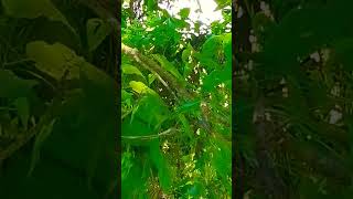 Sailfin Dragons Lizards Or Ibid