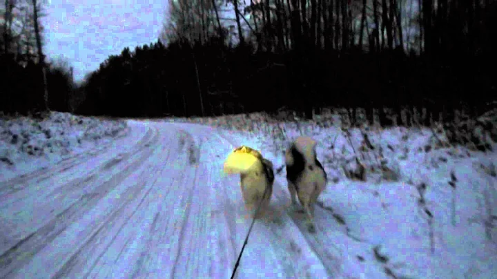 Ruby & Tucker PAWZ's "warp speed" cart cruise